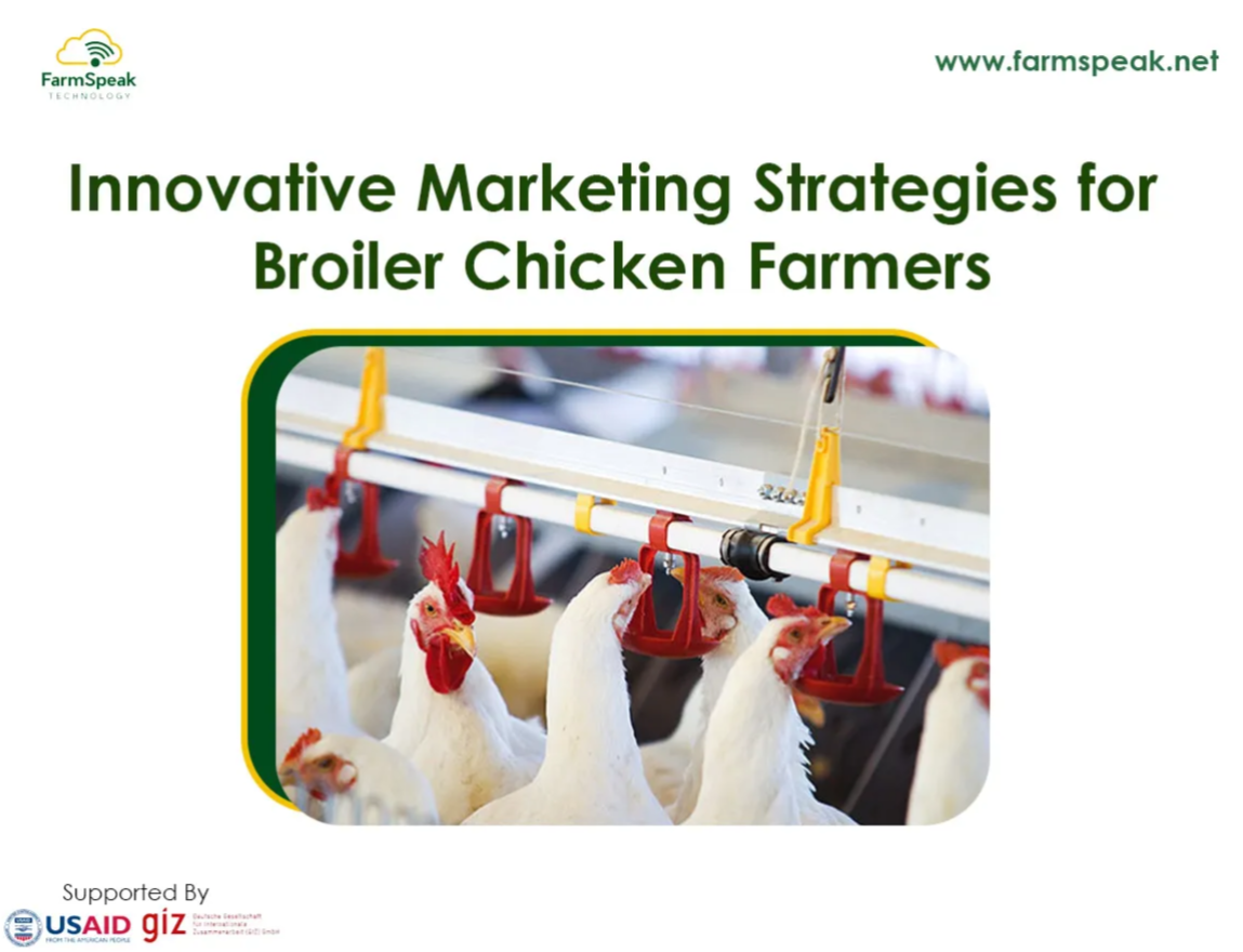 Feathers and Fortune: Innovating Marketing Strategies For Broiler Chicken Farmer