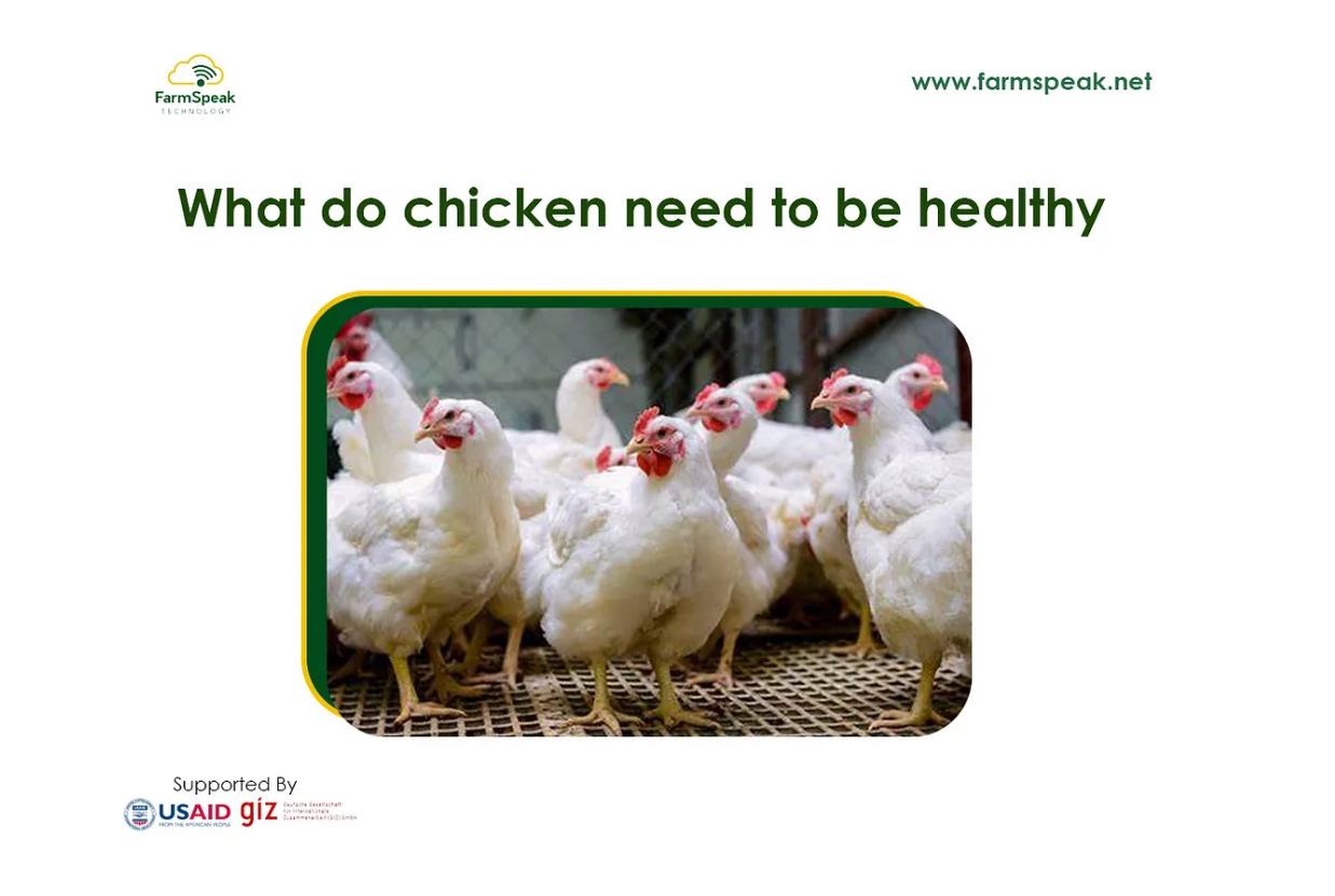 What do chickens need to be healthy?