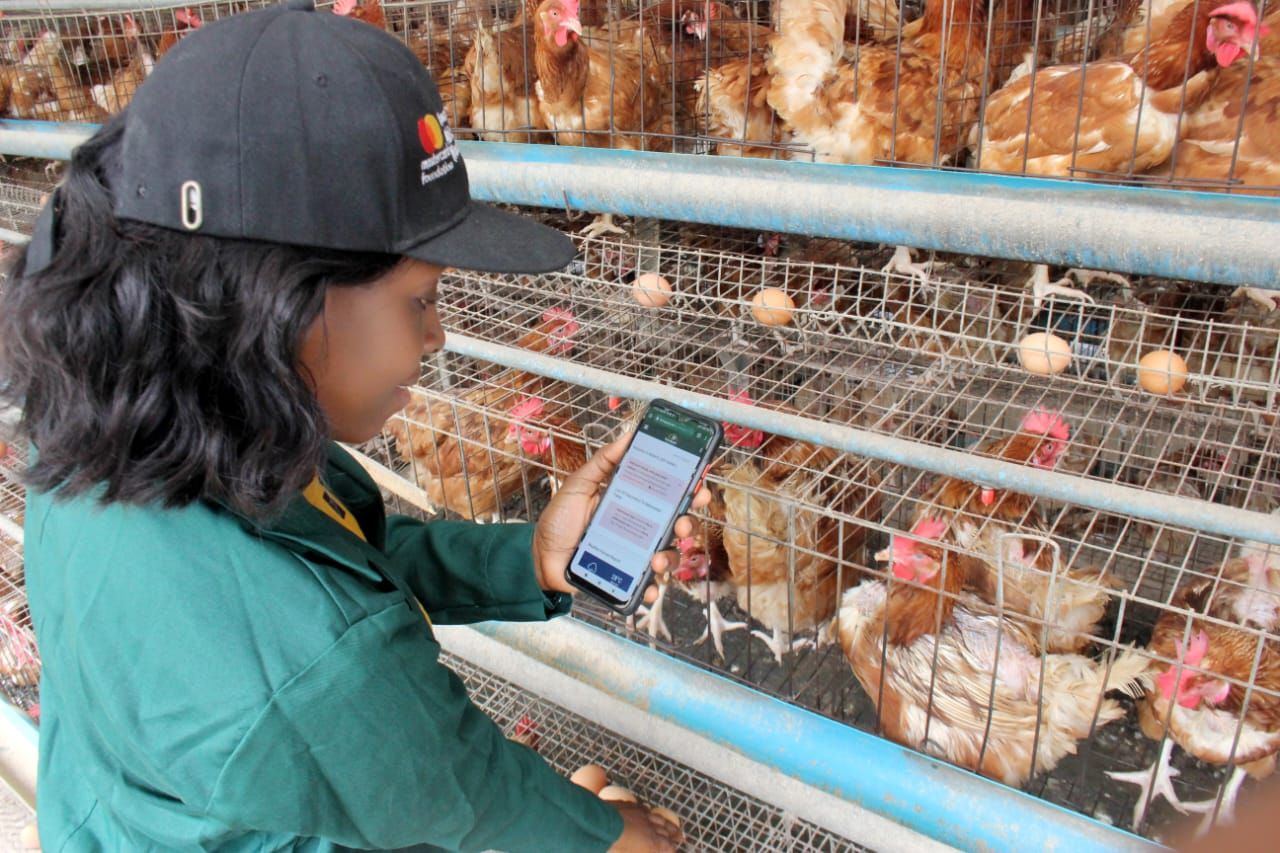 Bringing the coop Online: Anna’s Poultry Farm Rewrites History with IoT Technology.