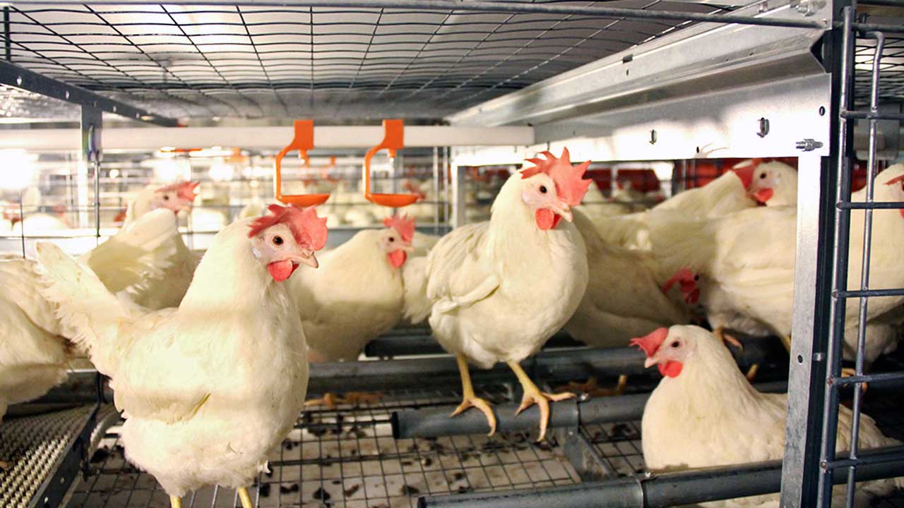Cold Stress and Heat Stress in Poultry.