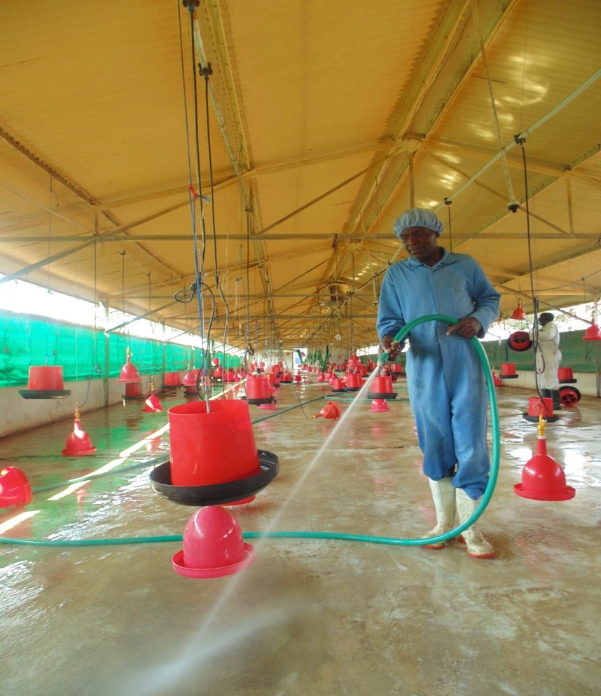 Improving your productivity with cost-effective and simple tech solutions as poultry farmer